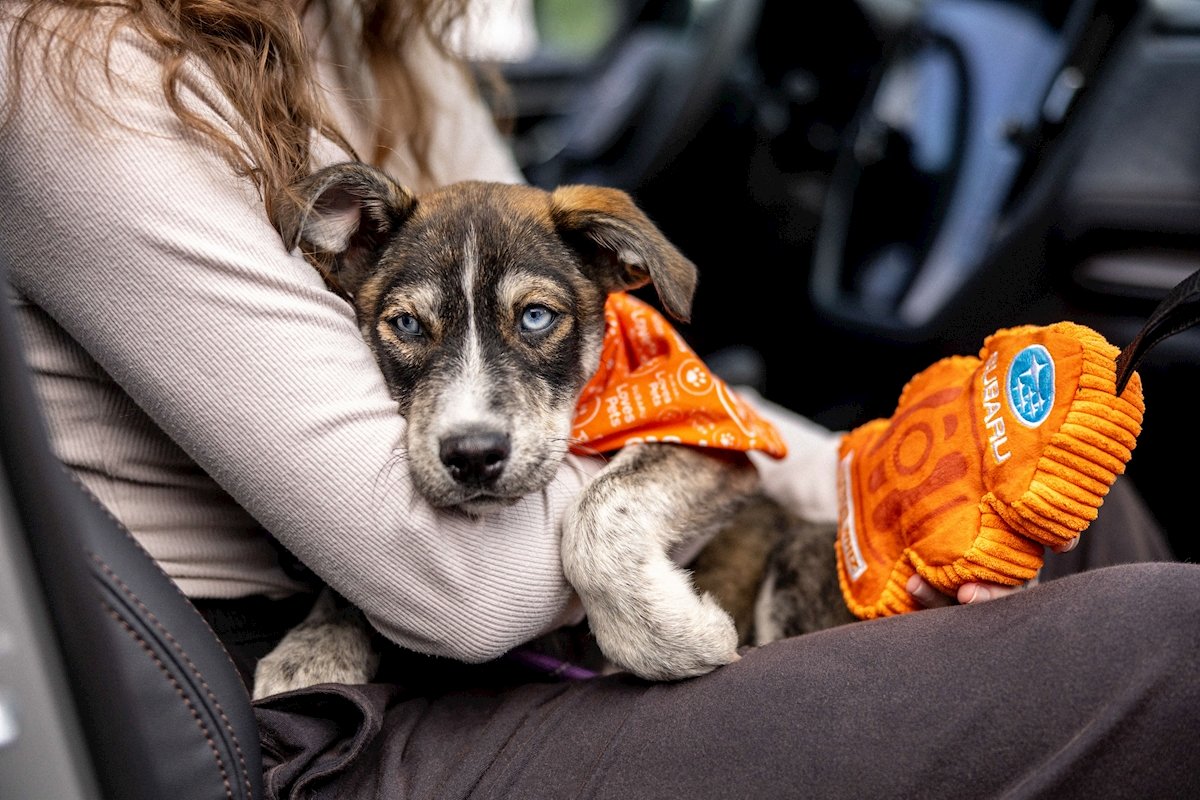 Mark Miller Subaru Make A Dog’s Day 2025 | Subaru Loves Pets Event in Sandy, UT