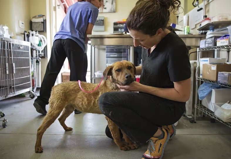 Volunteer caring for a rescued dog beside kennels at an animal shelter