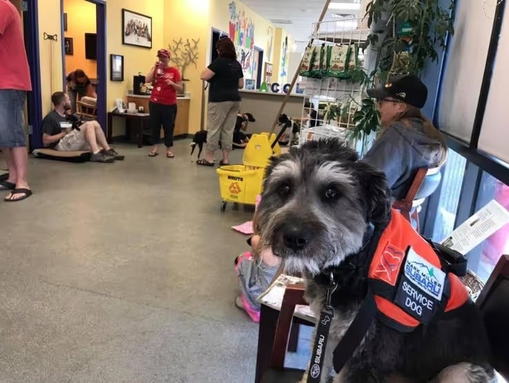 A small rescued dog in the Mark Miller Subaru showroom