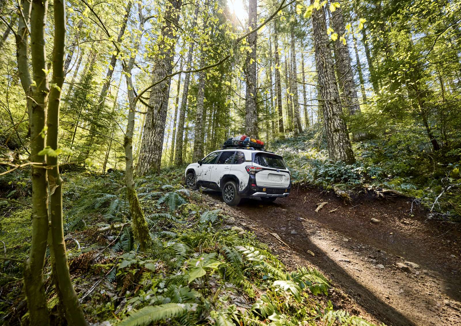 2026 Subaru Forester Wilderness climbing a wet forest trail with a loaded roof rack